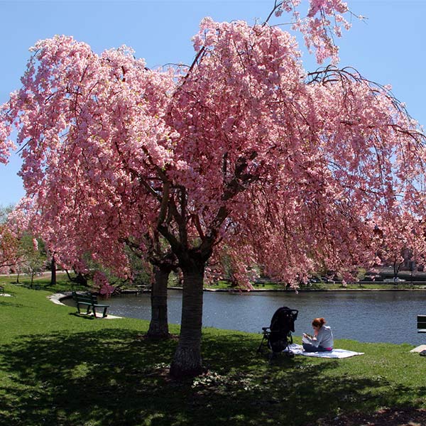 Double Pink Weeping Cherry Tree