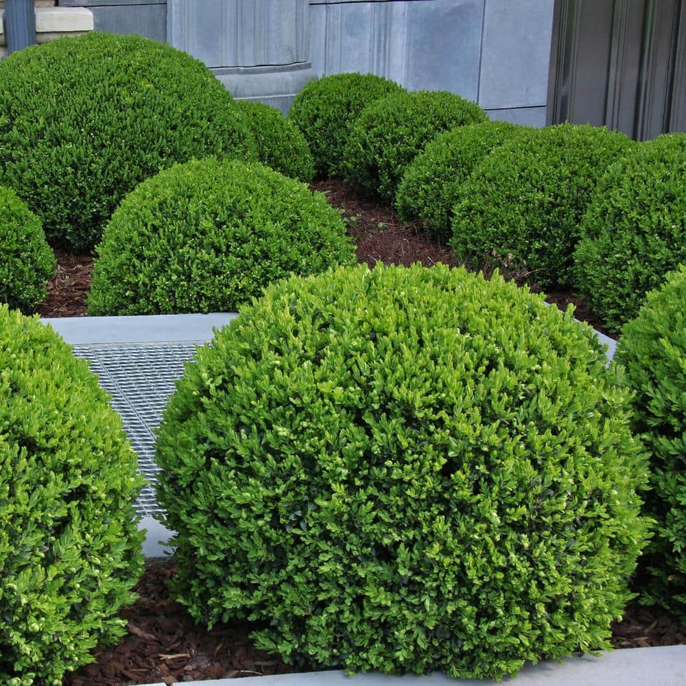 3 Gal. Wintergreen Boxwood Shrub (2-Pack) THD00015