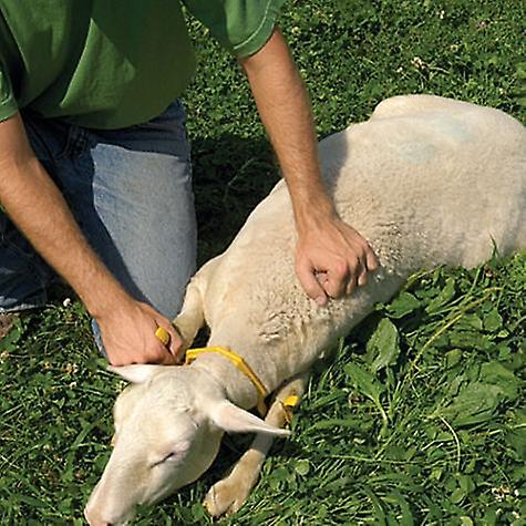 Sheep farmer (Restrained)