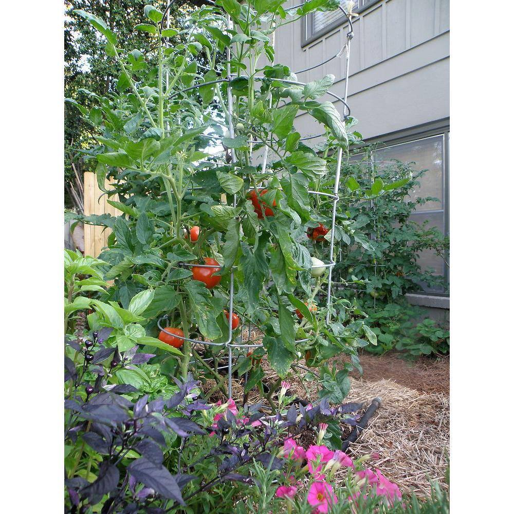 Bonnie Plants 1.19 qt. Big Boy Tomato Plant (6-Pack) 0203