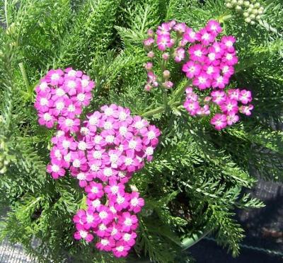 Classy Groundcovers - Achillea millefolium 'Oertel's Rose'  {25 Pots - 3 1/2 inch Square}