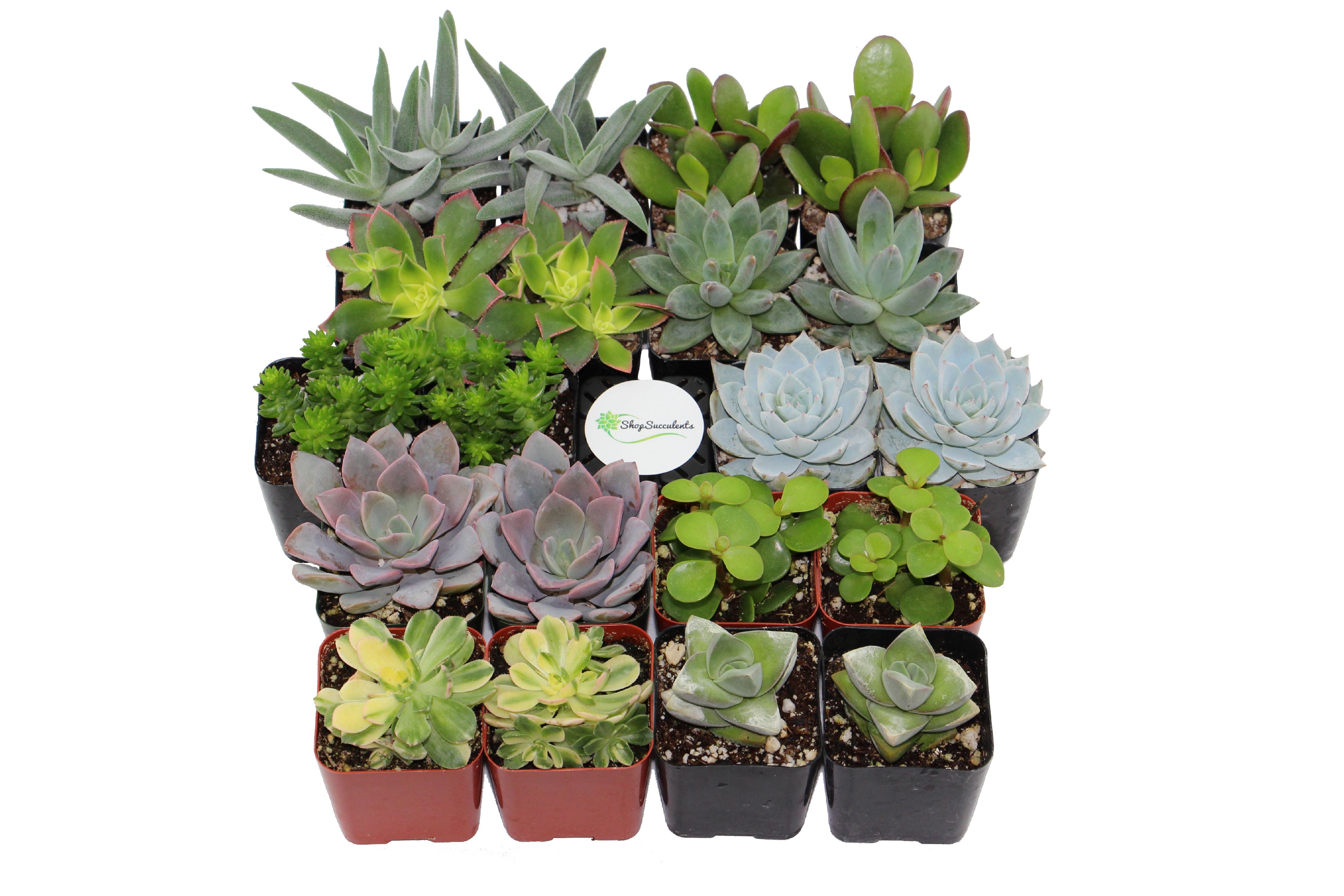 Shop Succulents Assorted Succulent (Collection of 20)