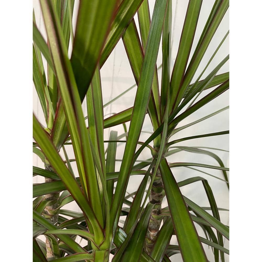 EVERBLOOM GROWERS INC. 10 in. Dracaena Marginata Plant in Deco Pot EBG10MARG