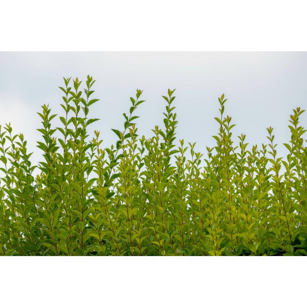 BELL NURSERY 3 Gal. California Privet (Ligustrum) Flowering Live Shrub with White Flowers LIGUS3OVA1PK