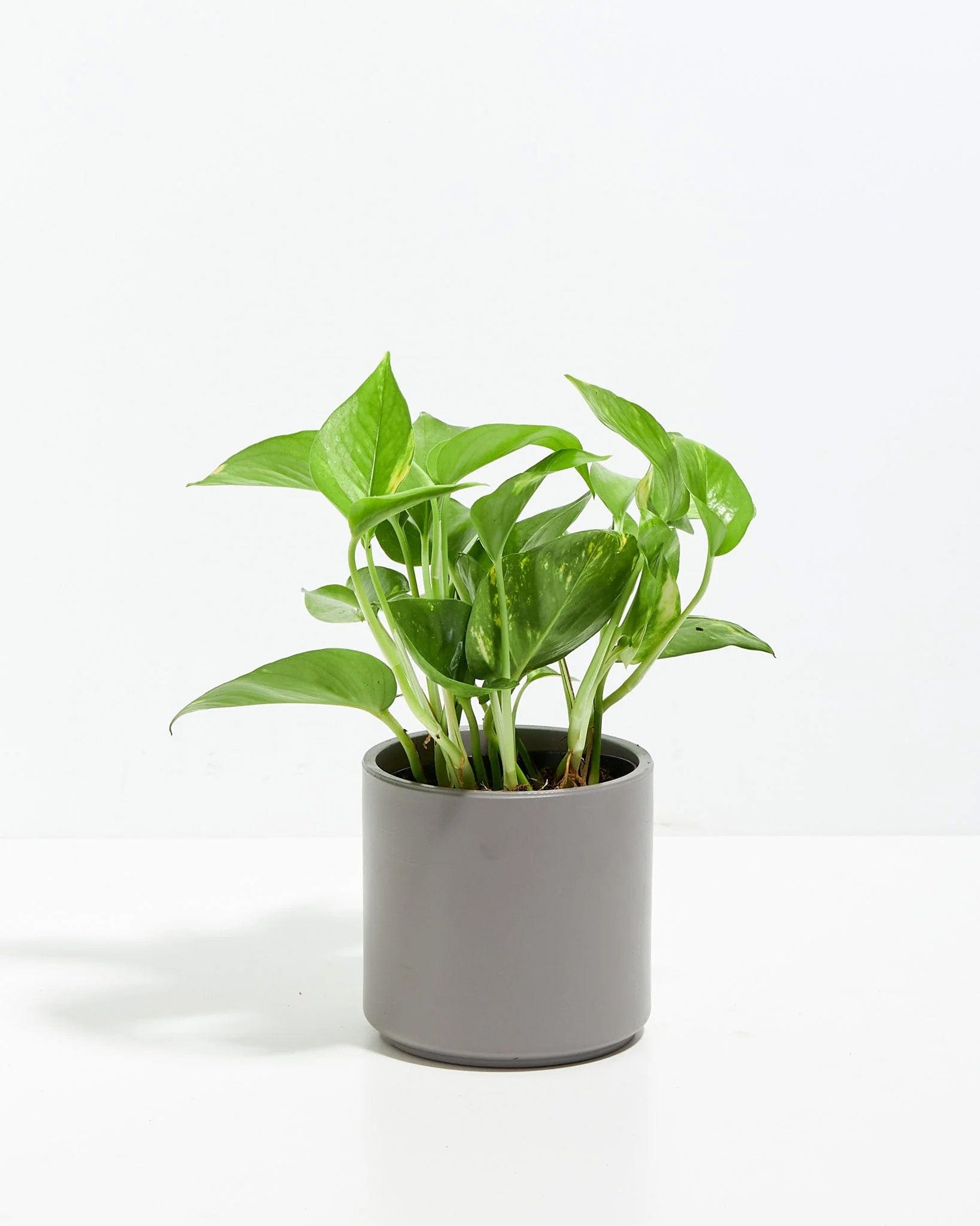 Lively Root Golden Pothos Kit