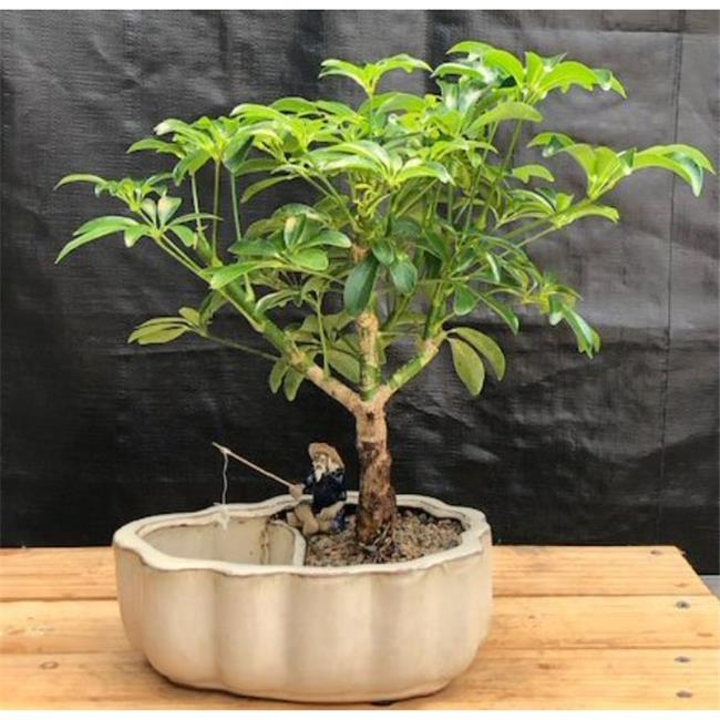 Bonsai Boy b2049 Hawaiian Umbrella Land Tree and Water Pot with Scalloped Edges Arboricola Schefflera Luseanne