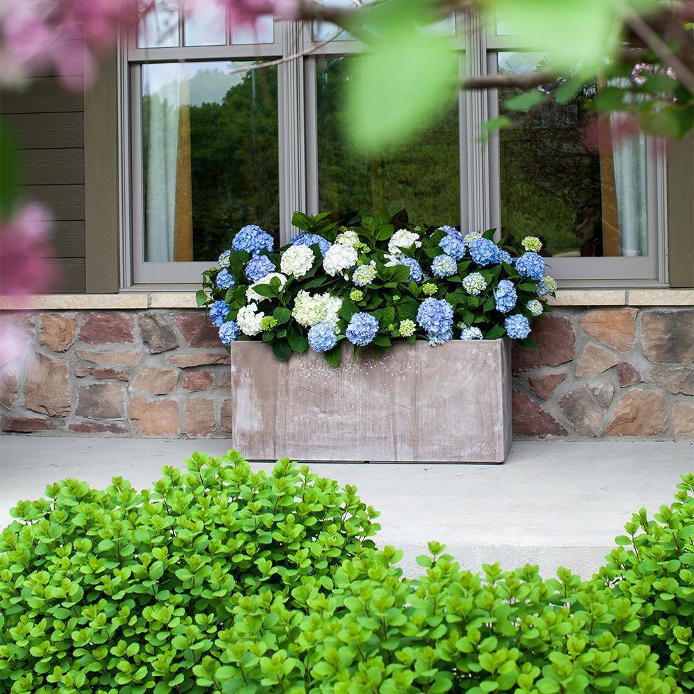 Endless Summer 1 Gal. The Original Reblooming Hydrangea Flowering Shrub with Pink or Blue Flowers 838594