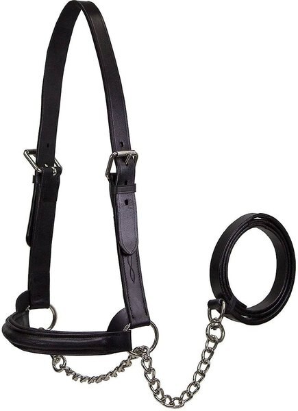 Derby Originals Premium Raised Padded Fancy Stitch Leather Cattle Show Halter and Chain Lead