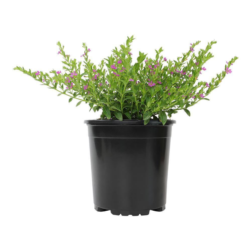 ALTMAN PLANTS 1 Gal. Cuphea Hyssopifolia Lavender Plant 0881259