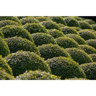 Online Orchards 1 Gal. Green Velvet Boxwood Evergreen Shrub 2-Plants EGBX003