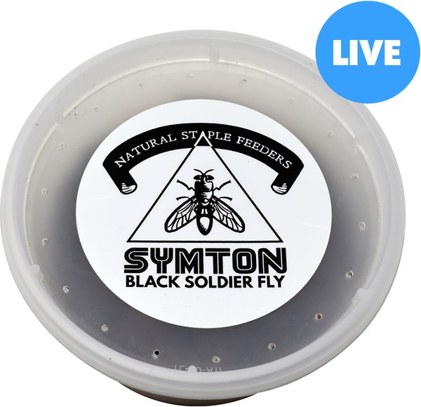 Symton Medium Live Black Soldier Fly Larvae Lizard Food