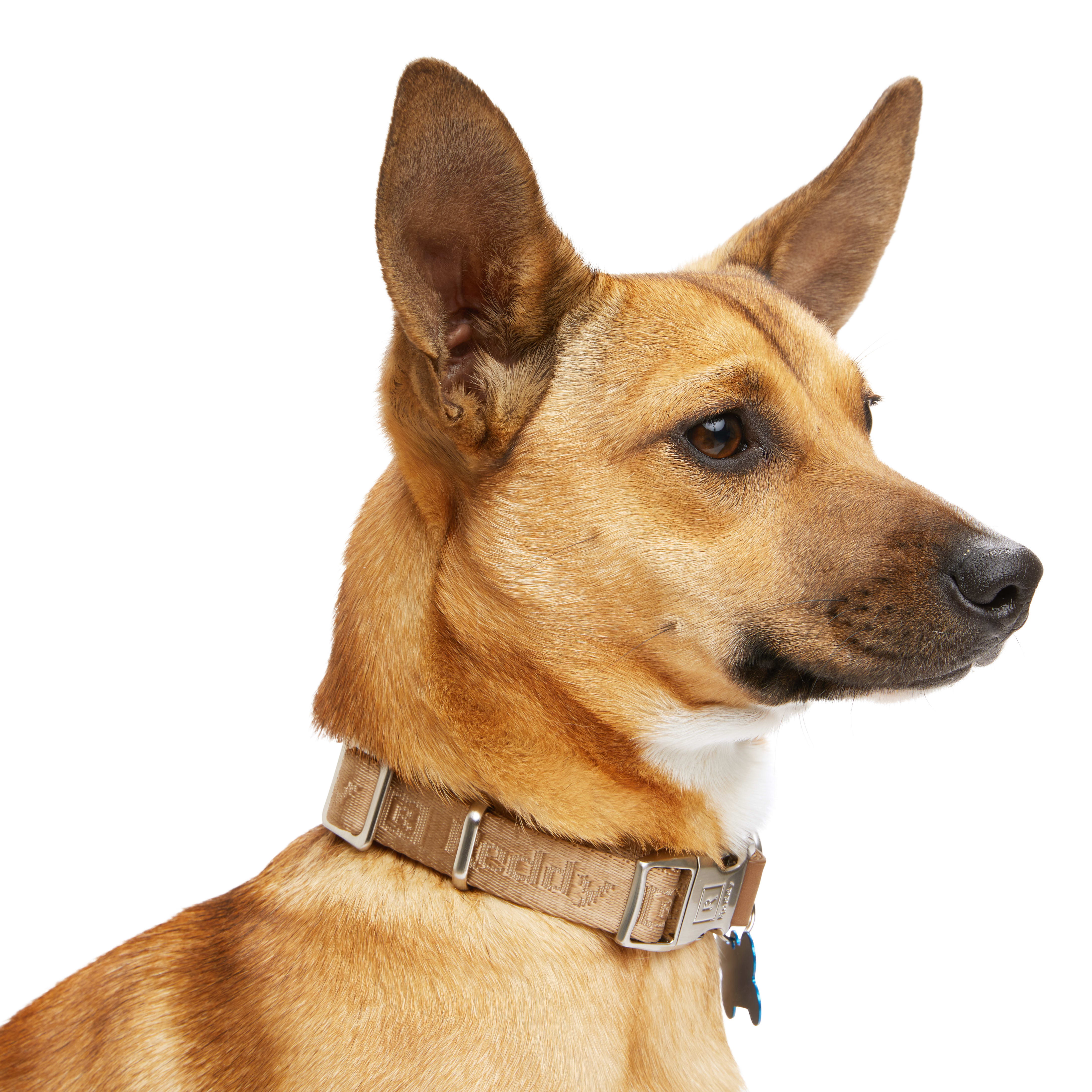 Reddy Tan Jacquard Dog Collar， Small