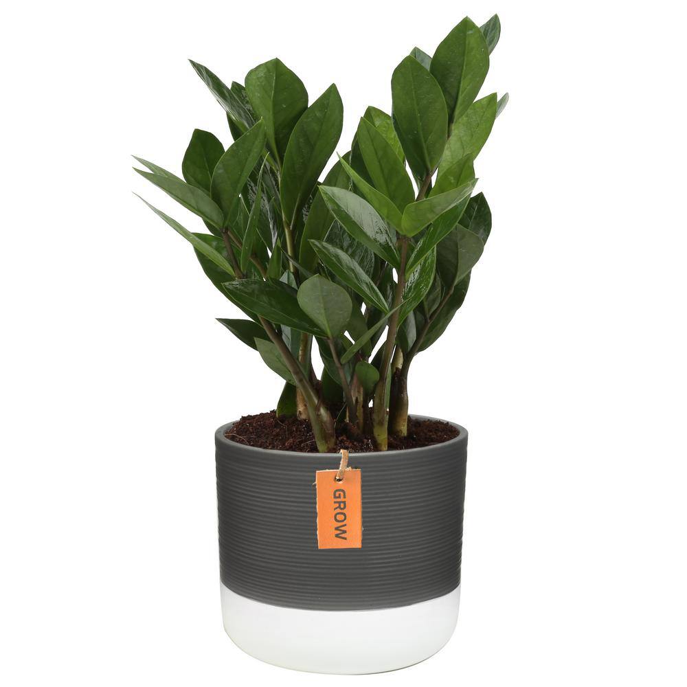 Costa Farms Zamioculcas Zamiifolia ZZ Indoor Plant in 6 in. Two-Tone Ceramic Planter Avg. Shipping Height 10 in. Tall CO.ZA07.3.2TO