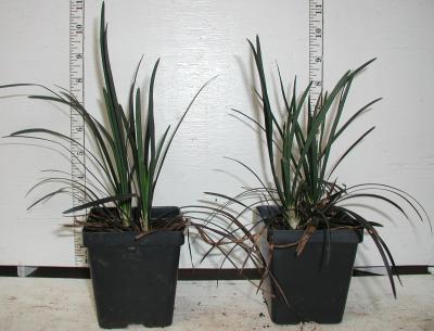 Classy Groundcovers - Ophiopogon planiscapus 'Arabicus'  {25 Pots - 3 1/2 inch Square}