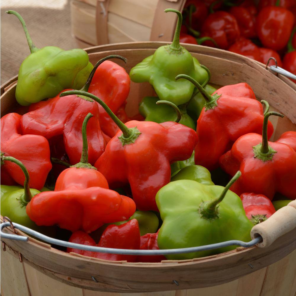BONNIE PLANTS HARVEST SELECT 25 oz. Mad Hatter Pepper Plant 715339422415