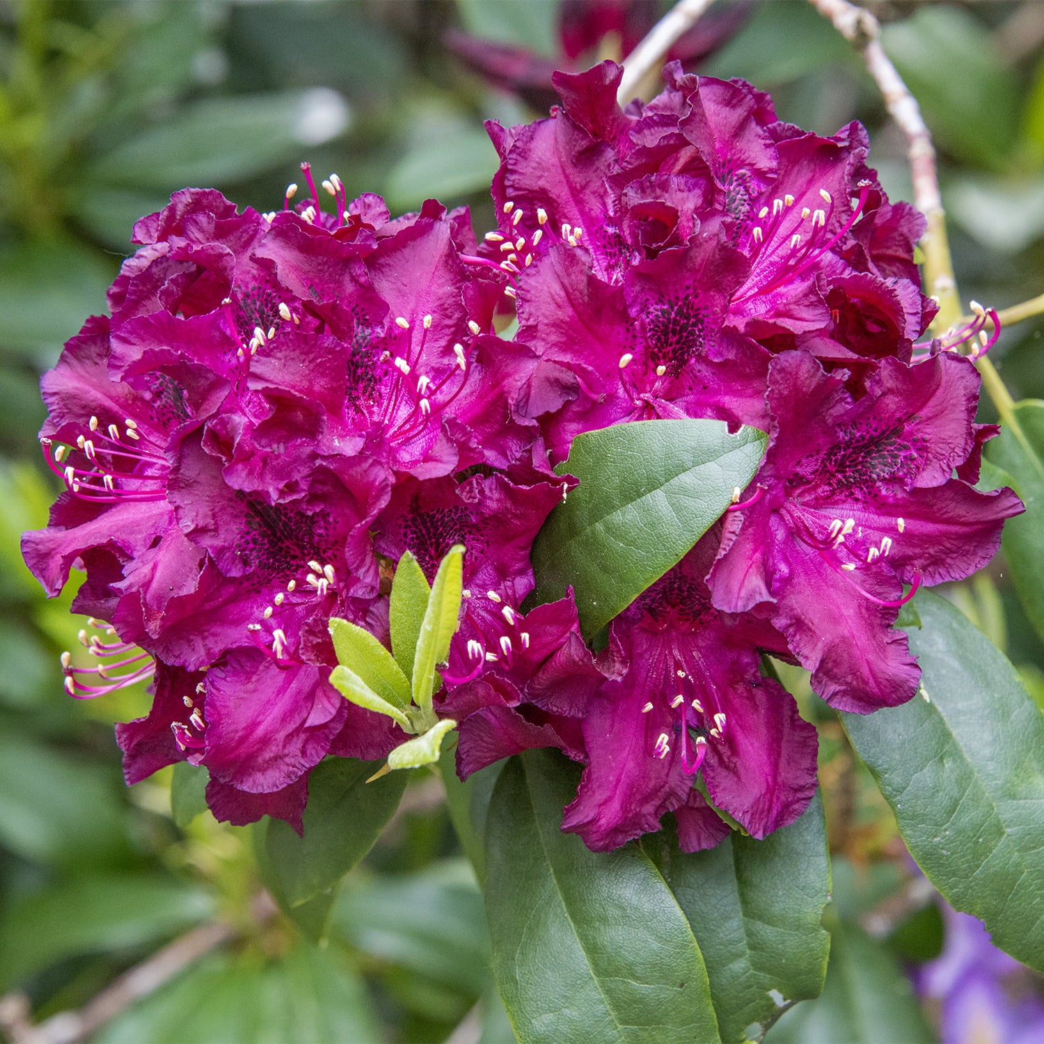 Polarnacht Rhododendrdron Bare Root Starter Stater Flowering Shrub (1-Pack)