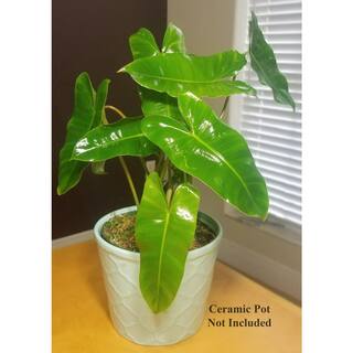 Philodendron Burle Marx Plant in 6 in. Grower Pot BrlMrx006