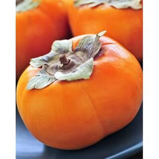 SOUTHERN LIVING 5 gal. Ichi Ki Kei Jiro Persimmon Tree PERICH05G