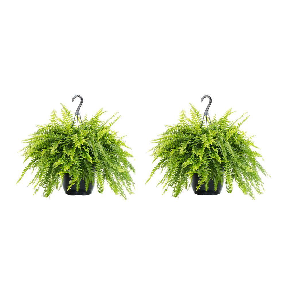 METROLINA GREENHOUSES 1.5 Gal. Boston Fern Green Hanging Basket Annual Plant (2-Pack) 79399