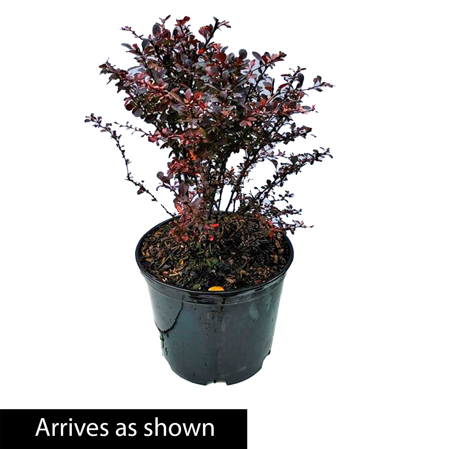 Rose Glow Barberry Deciduous Flowering Shrub， grown in a 2.25 Gallon Pot (1-pack)