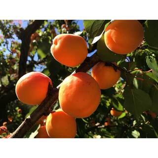 Online Orchards Dwarf Blenheim Apricot Tree (Bare-Root 3 ft. to 4 ft Tall 2-Years Old) FTAC002