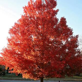 7 Gal. October Glory Maple Shade Tree MAPOCT07G