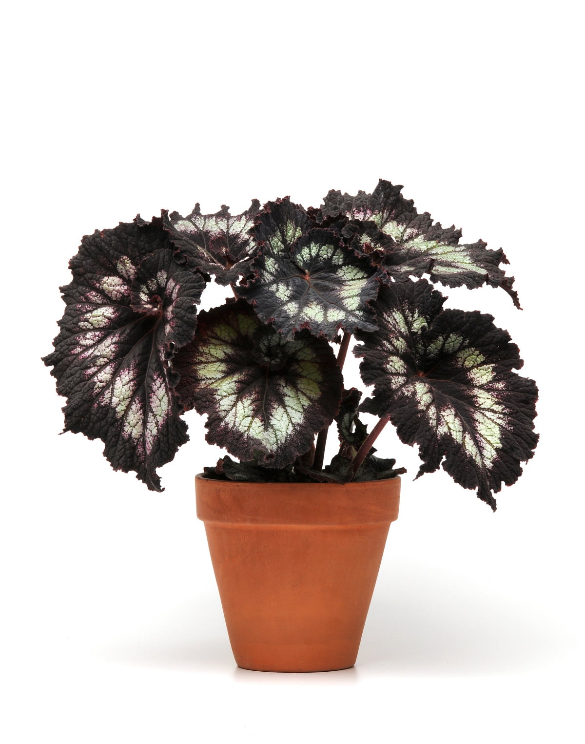 6 In. Jurassic Silver Point Rex Begonia - 2 Piece