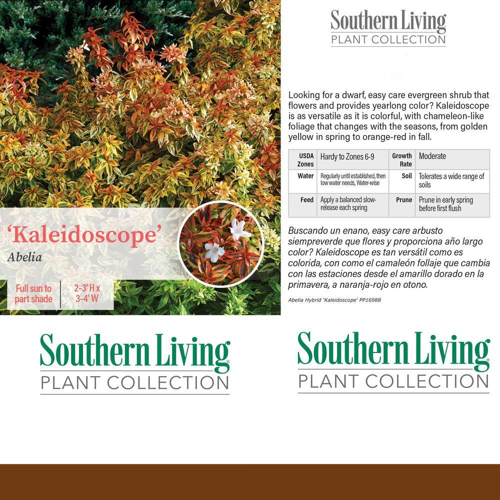 SOUTHERN LIVING 2 Gal. Kaleidoscope Abelia Plant with Chameleon-like Foliage that Blooms White Flowers 14411