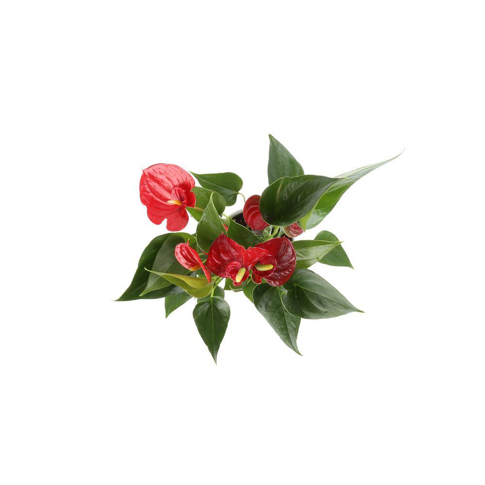 Costa Farms Blooming Anthurium Indoor Plant in 4 in. Premium Ceramic Pot Avg. Shipping Height 1-2 ft. Tall CO.AAD04SCH