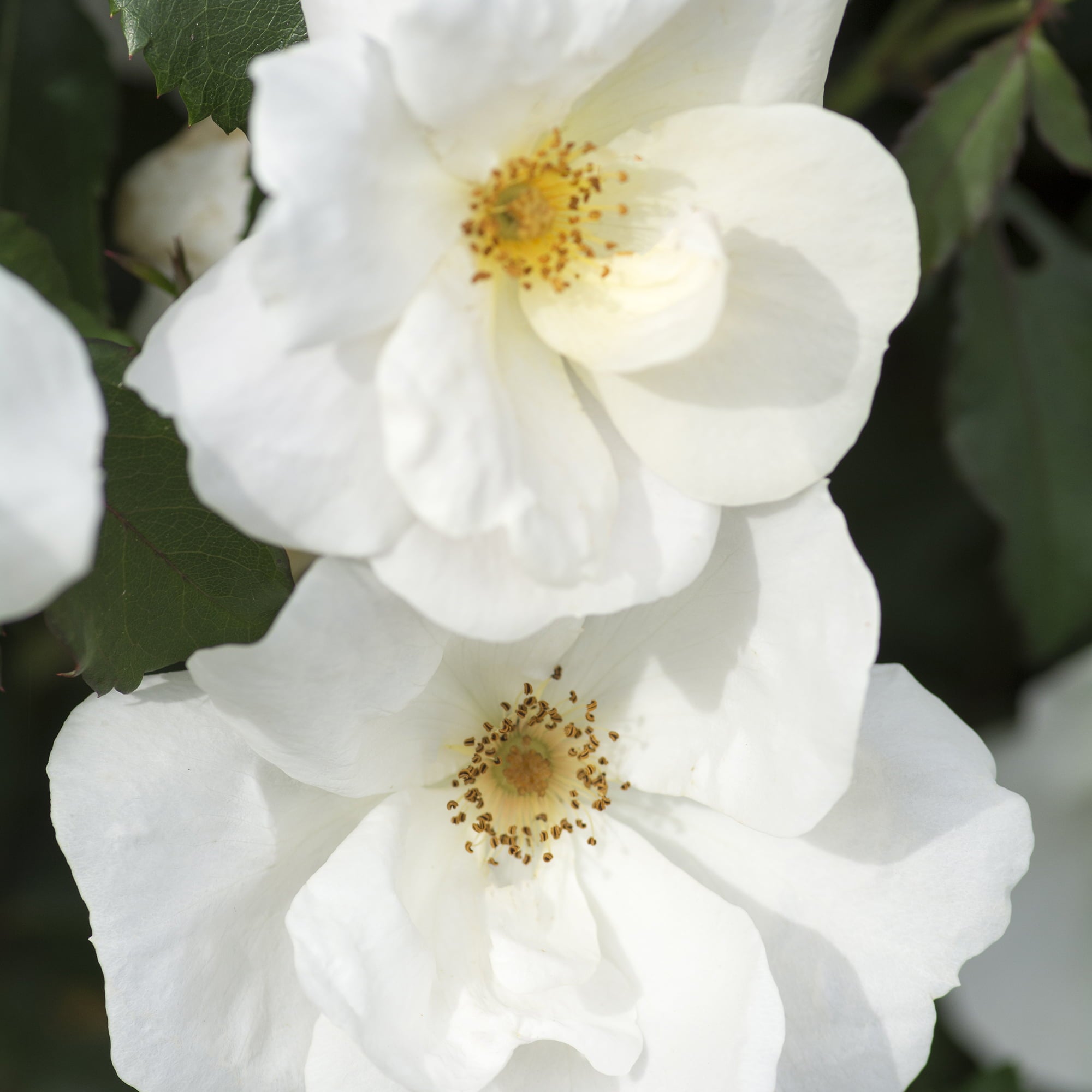 The White Knock Out® Rose Plant with Pure White Blooms 1 Gallon