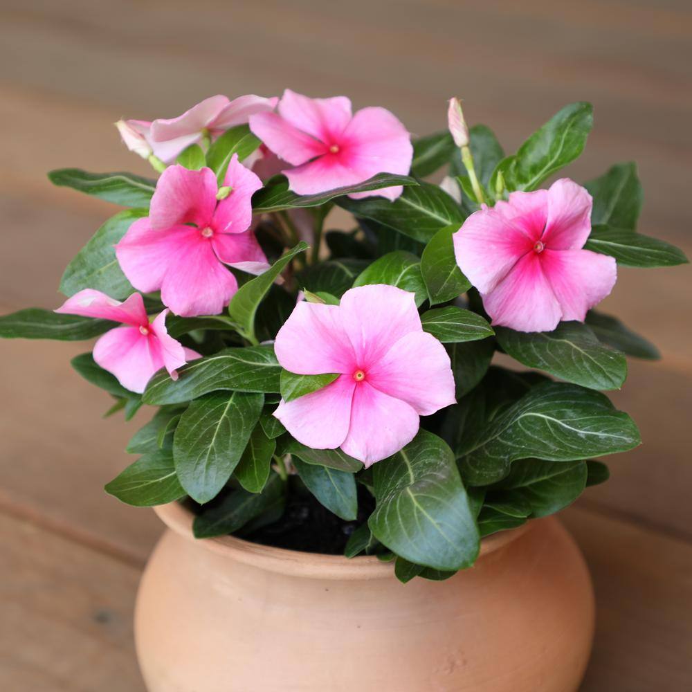 ALTMAN PLANTS 1-Gallon Vinca Plant Pink Flowers (Single) 0881452