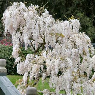 national PLANT NETWORK 2.5 Qt. Wisteria White Flowering Shrub with White Flowers HD1106