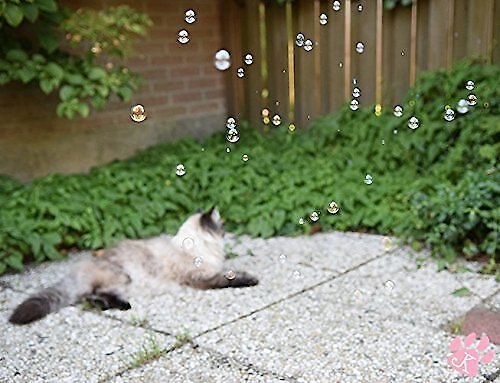 Pet Qwerks Incredibubbles for Cats