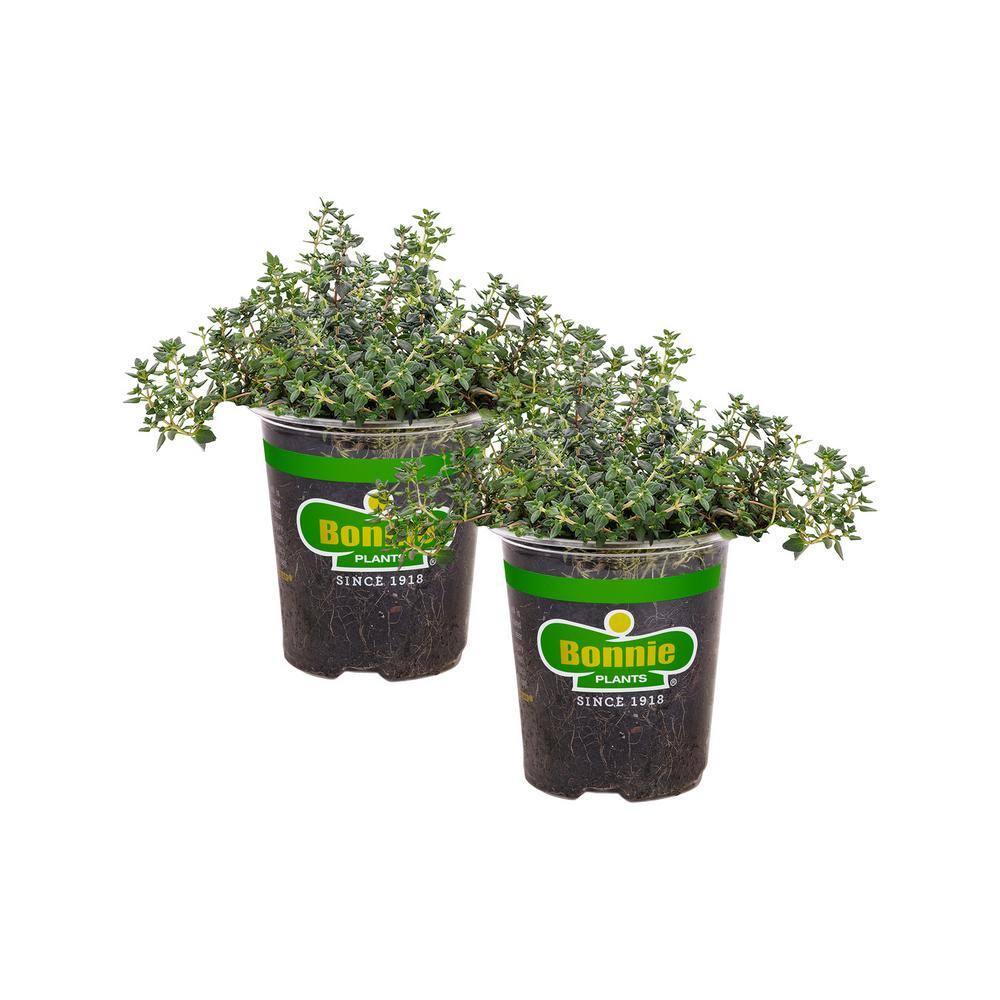 Bonnie Plants 19 oz. German Thyme Herb Plant (2-Pack) 202014