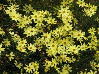 Classy Groundcovers - A collection of Yellow Blooming Plants for Sun that Deer Avoid: 25 Yarrow 'Coronation Gold'， 25 Black Eyed Susan， 25 Coreopsis 'Moonbeam'， 25 Golden Creeping Jenny