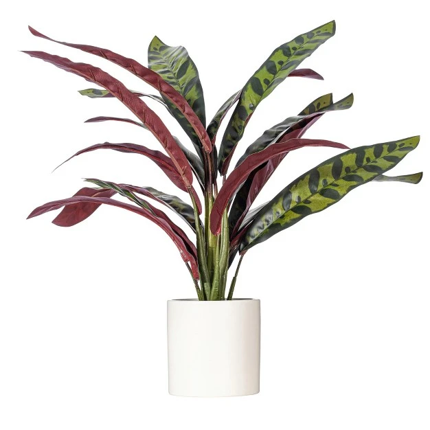 Rattlesnake Calathea Lancifolia In White Ceramic Pot.