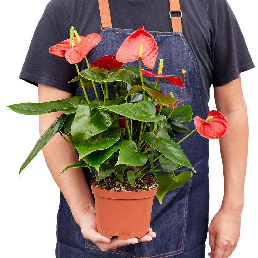 Red (Anthurium) Plant in 6 in. Grower Pot 6_ANTHURIUM_RED