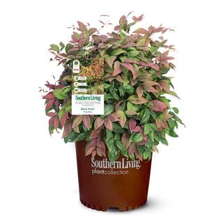 SOUTHERN LIVING 2 Gal. Nandina Blush Pink Shrub with Pink and Red Foliage 14394