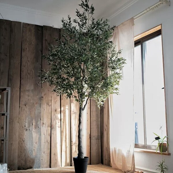 RusticReach Extra Large Tall Olive Tree 118 Tall