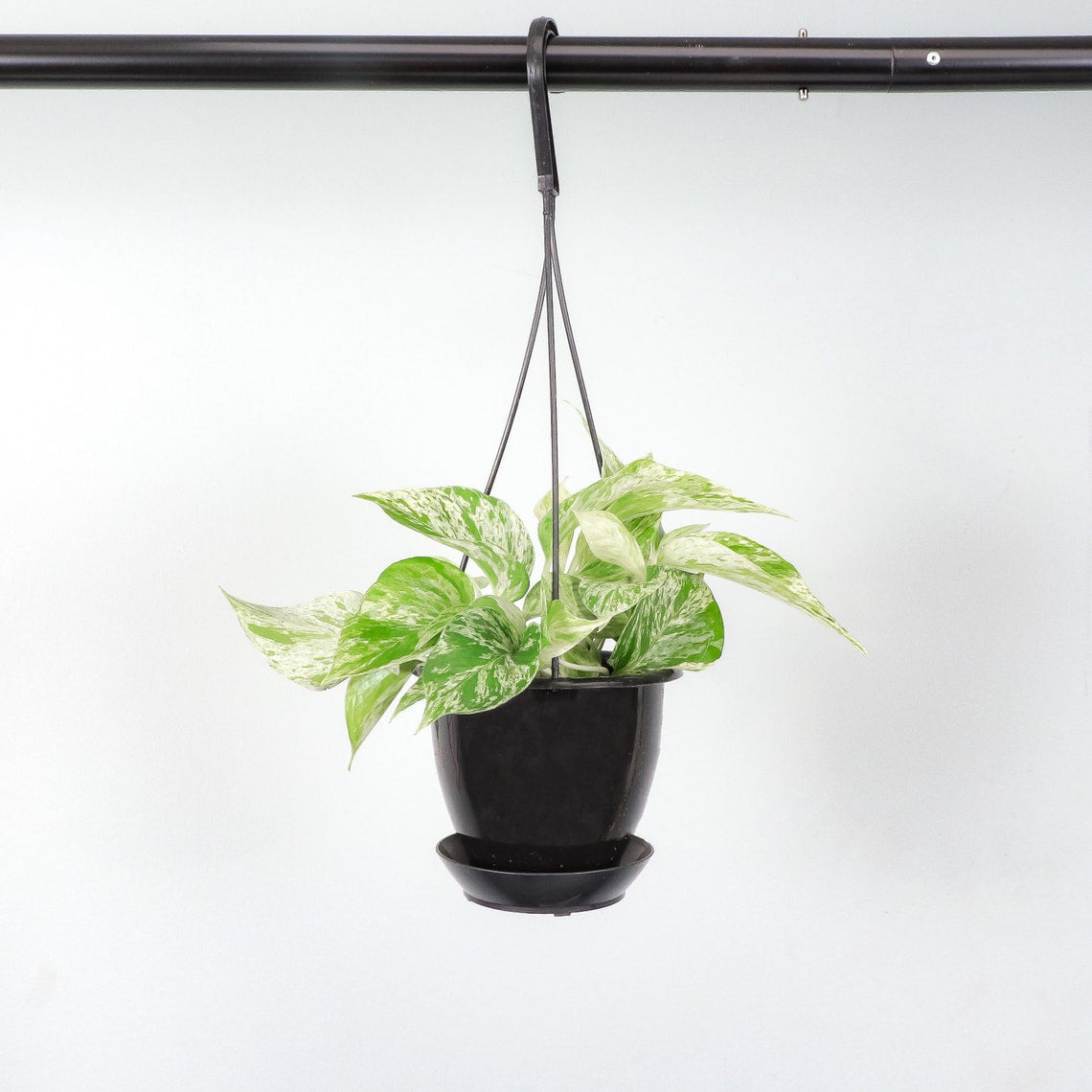 Live Marble Queen Pothos Plant - 4