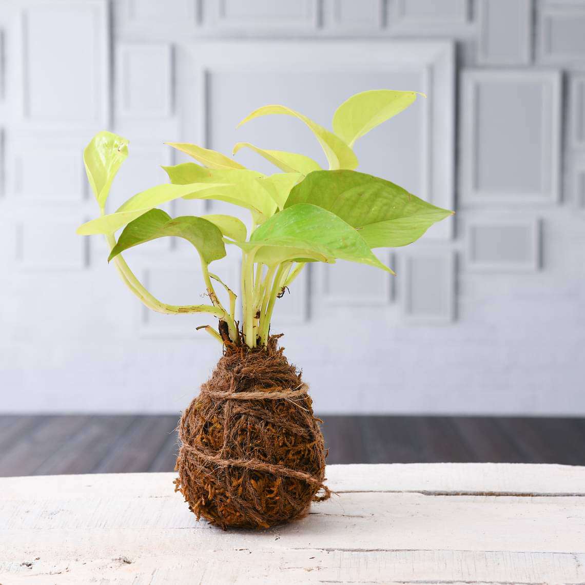 Air Purifier Golden Money Plant Moss Ball - Kokedama