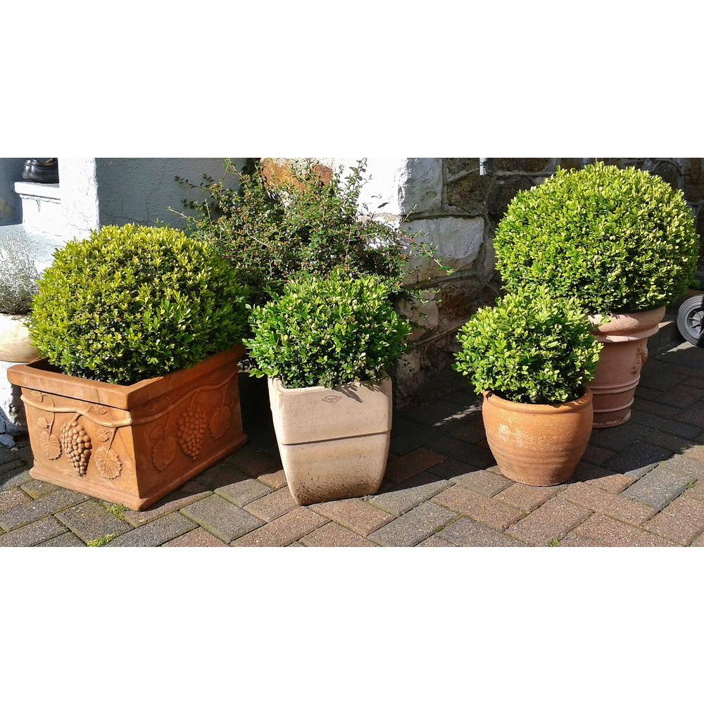 Online Orchards 1 Gal. Winter Gem Boxwood Shrub Beautiful Hardy Especially Colorful in Winter EGBX001