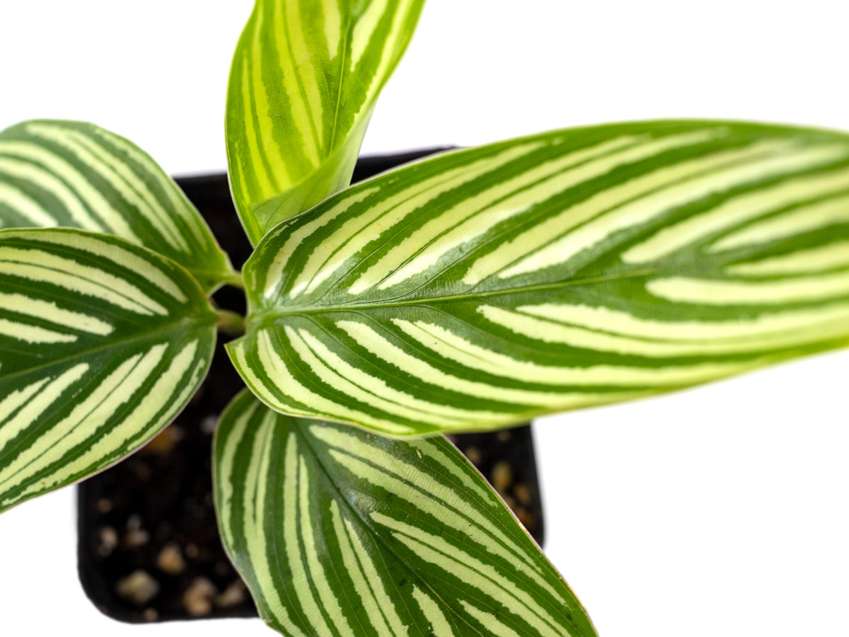 Josh's Frogs Calathea elliptica 'Vittata' Prayer Plant