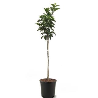 5 gal. Red Gold Apple Tree APPRGO05G