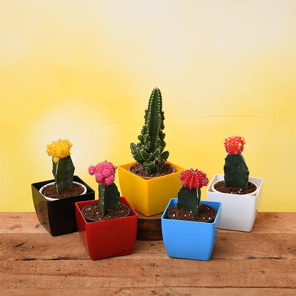 5 Fortune teller cactus plants pack