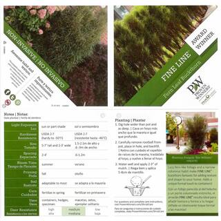 PROVEN WINNERS 4.5 in. qt. Fine Line Buckthorn (Rhamnus) Live Shrub Green Foliage RHAPRC1017800