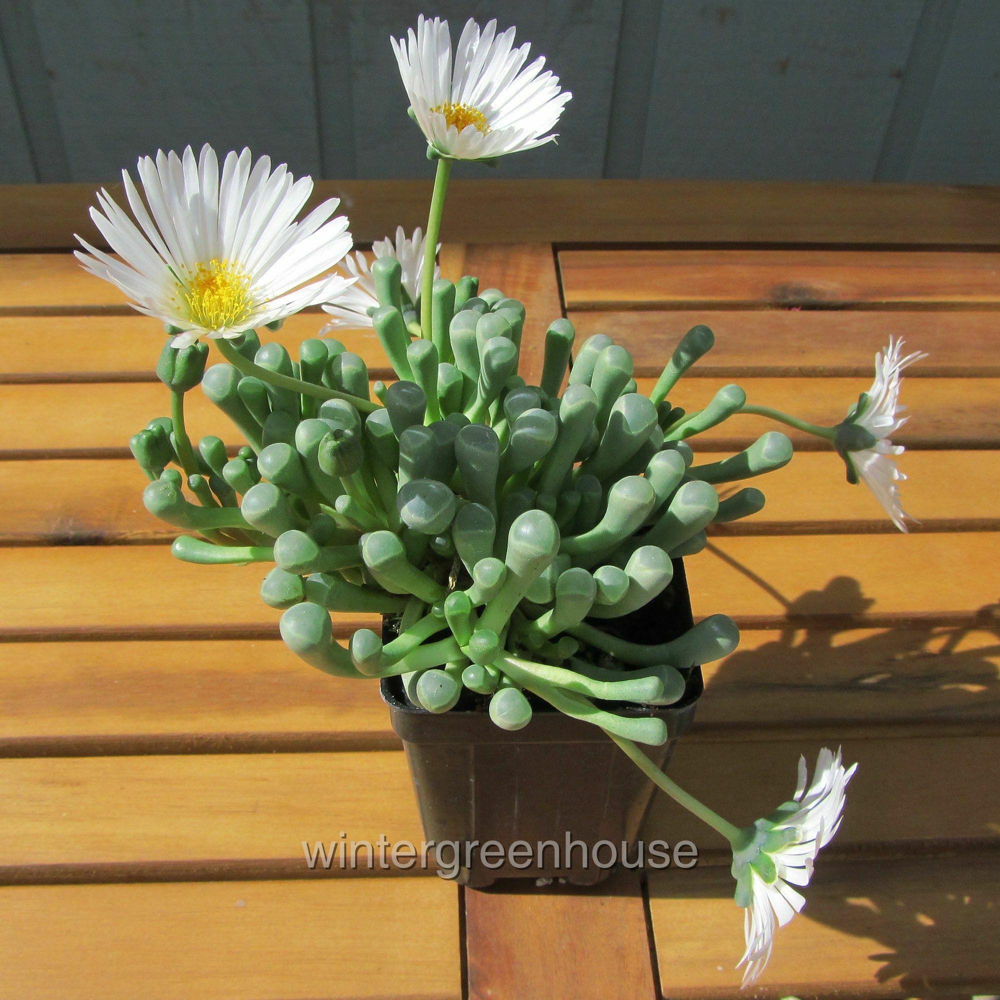 Fenestraria Aurantiaca， Baby Toes - Pot Size: 3