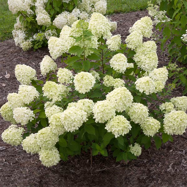 Little Lime® Hydrangea Shrub