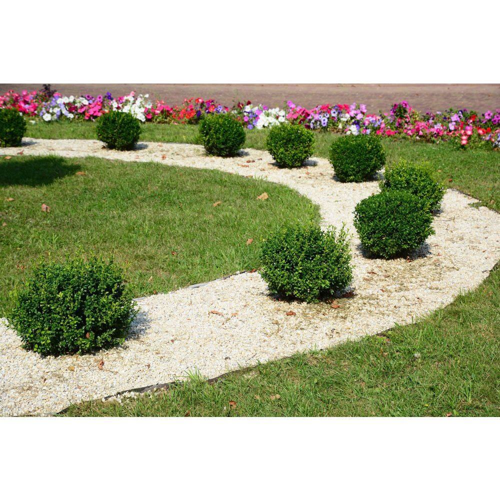 BELL NURSERY 2 Gal. Green Velvet Boxwood (Buxus) Live Evergreen Shrub BUXUS2GRE1PK