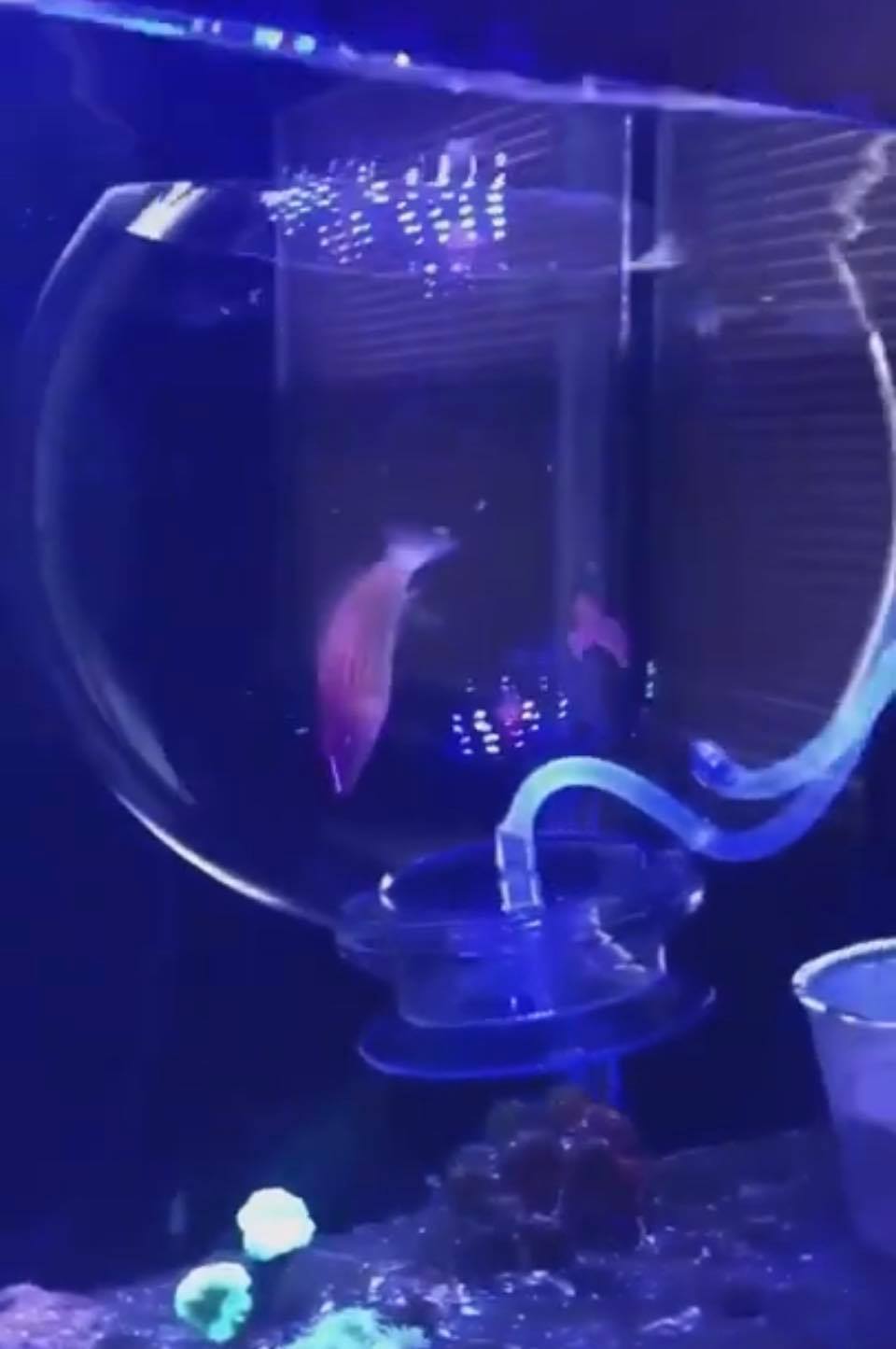 TankMatez Hydraulic Silent Release Bubble Fish Trap